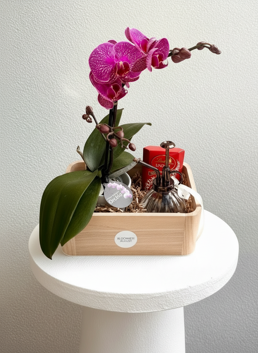 PHALAENOPSIS HAMPER