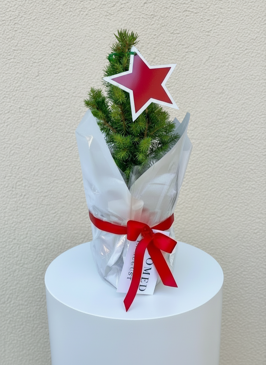 CHRISTMAS TREE PLANT SMALL